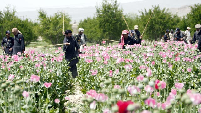 Eine Gruppe von Menschen arbeitet in einem großen Feld mit rosa blühendem Schlafmohn, umgeben von Bäumen und Hügeln im Hintergrund. Einige Personen tragen Stöcke.