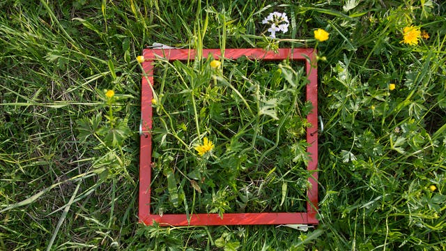 Eine rote quadratische Rahmenstruktur liegt auf einer Wiese mit grünem Gras und gelben sowie weißen Blüten. Der Rahmen dient vermutlich zur Markierung oder Untersuchung eines bestimmten Bereichs der Vegetation. Die Szene zeigt eine natürliche Umgebung mit verschiedenen Pflanzenarten.