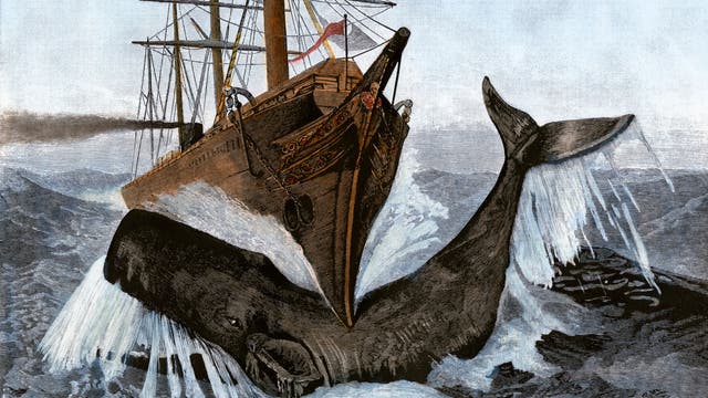 Wal vs. Schiff. Kolorierter Holzschnitt um 1850.