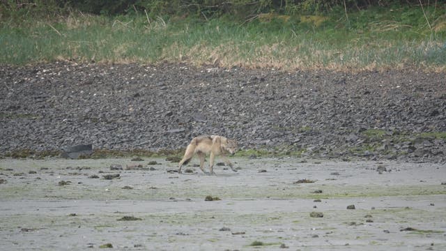 Wolf auf Pleasant Island in Alaska geht am Stand entlang