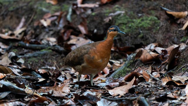 Ein Vogel mit braunem Gefieder steht auf einem Waldboden, der mit trockenen Blättern bedeckt ist. Der Hintergrund zeigt moosbedeckte Erde und verstreute Äste. Der Vogel blickt aufmerksam zur Seite.