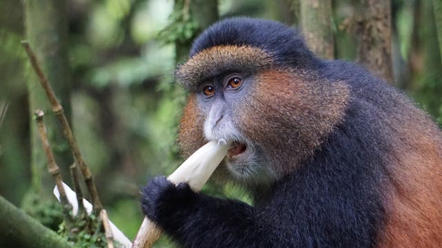 Eine Goldmeerkatze lässt sich im Mgahinga Gorilla National Park ihren Bambus schmecken.