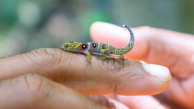 Der bunte Union-Island-Gecko ist kleiner als ein Finger.