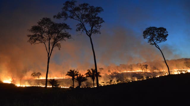 Auch in Bolivien brennen die Wälder: Unterholzfeuer in einem Trockenwald.