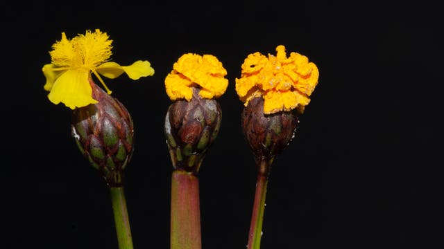 Tut gern so, als wäre er eine Blume: Fusarium xyrophilum.