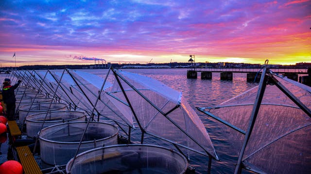 Geöffnete Mesokosmen im Sonnenaufgang in der Kieler Förde