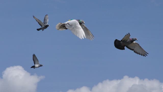 Tauben im Fug mit Sendern