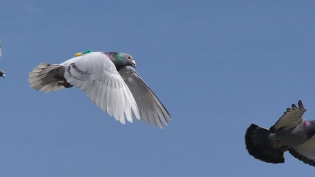Tauben im Flug mit Sendern