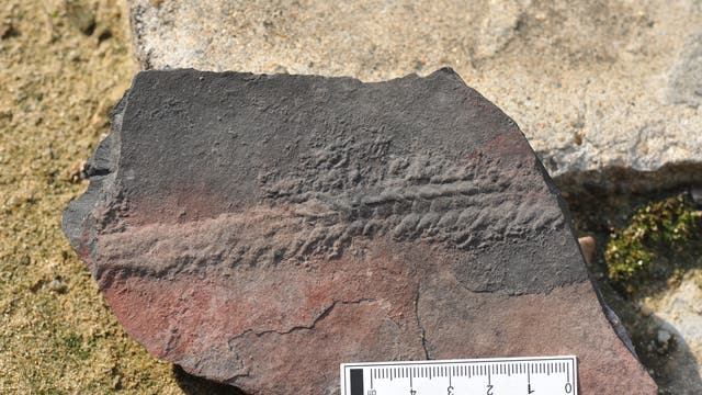 Versteinerte Spuren von Yilingia spiciformis, einem wurmähnlichen Wesen aus dem Präkambrium