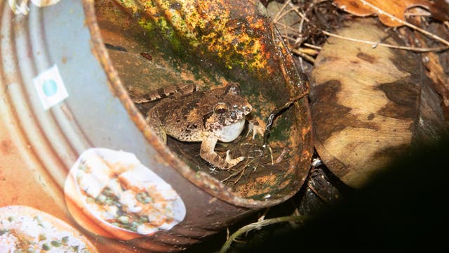 Ein bräunlicher Frosch sitzt in einer alten, teils verrosteten Blechbüchse, die teilweise mit Wasser gefüllt ist. Neben der Dose liegen verwelkte Blätter auf dem Boden.