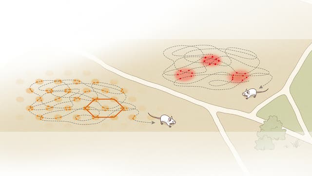 Eine Illustration zeigt zwei Mäuse, die sich auf unterschiedlichen Wegen bewegen. Links ist ein komplexes Muster aus orangefarbenen Linien und Punkten zu sehen, das die Route einer Maus darstellt. Rechts bewegt sich eine Maus auf einem einfacheren Pfad mit roten Markierungen. Die Umgebung ist beige mit grünen Flächen, rechts unten steht ein Baum. Die Darstellung veranschaulicht unterschiedliche Navigationsmuster.