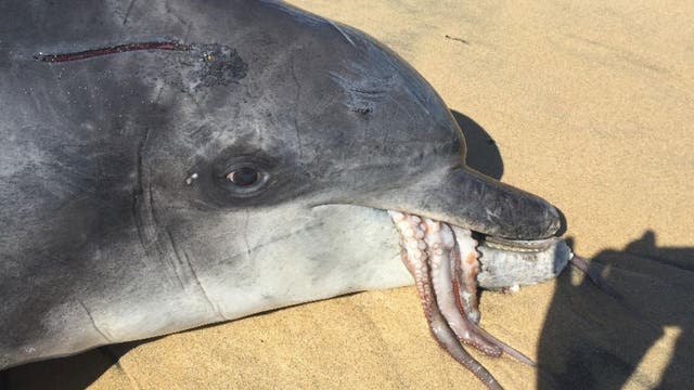 Toter Delfin mit Kraken im Maul