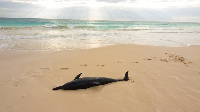 Toter Delfin (Symbolbild)