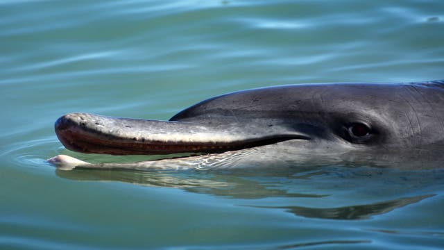 Delfin an Wasseroberfläche