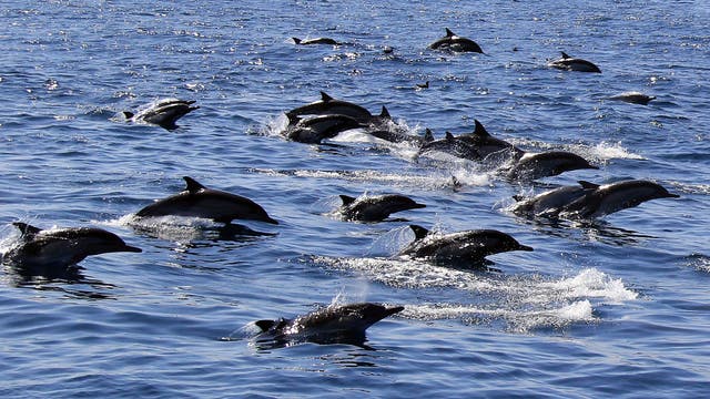 Delfine auf der Flucht