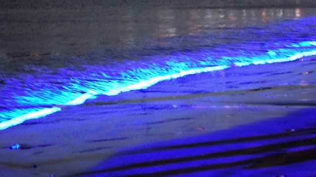 Blaues Leuchten auf pazifischen Wellen, verursacht durch Dinoflagellaten