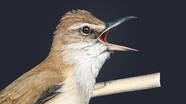 Illustration eines singenden Vogels mit braunem Gefieder und weißem Brustbereich, der auf einem Ast sitzt. Der Hintergrund ist dunkelblau, was den Vogel hervorhebt. Der Schnabel ist geöffnet, als ob der Vogel singt. Kunstvolle Details betonen die Textur des Gefieders und die lebendigen Augen.