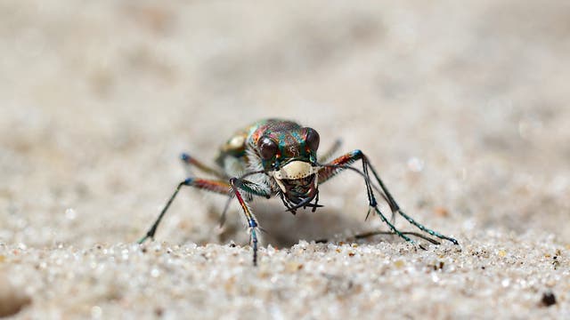 Nahaufnahme des Kopfes eines Dünen-Sandlaufkäfers. Er hat dunkle Facettenaugen und sehr kräftige helle Mandibeln. Der sichtbare Teil des Körpers besteht aus einem regenbogenfarbenen Chitinpanzer. Das Insekt steht auf einem hellen Sandboden.