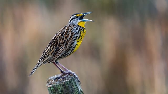 Ein Vogel mit gelber Brust und gestreiftem Gefieder sitzt auf einem Holzpfosten und singt. Der Hintergrund ist unscharf und zeigt natürliche Farben, die auf eine ländliche Umgebung hindeuten.