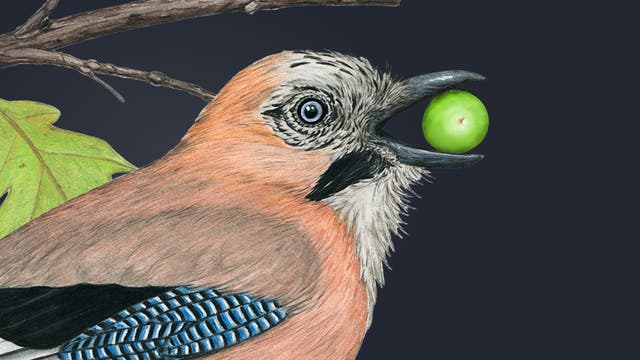 Eine detaillierte Zeichnung eines Eichelhähers, der eine grüne Eichel im Schnabel hält. Der Vogel sitzt auf einem Ast mit einem grünen Blatt. Der Hintergrund ist dunkelgrau, was den Vogel hervorhebt. Der Eichelhäher hat ein auffälliges Gefieder mit blauen und schwarzen Streifen auf den Flügeln.