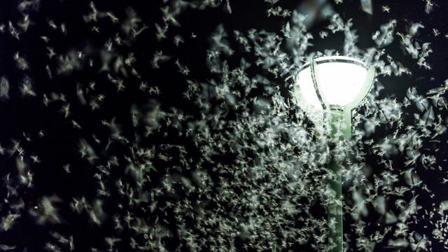 Lichtverschmutzung: Eintagsfliegen umkreisen Straßenlaterne 