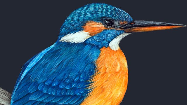 Illustration eines Eisvogels, der auf einem Ast sitzt. Der Vogel hat ein leuchtend blaues Gefieder auf dem Rücken und den Flügeln, während die Brust und der Bauch in einem kräftigen Orange gefärbt sind. Der Schnabel ist lang und spitz, und der Hintergrund ist dunkel, um den Fokus auf den Vogel zu lenken. Kunstwerk mit detaillierter Darstellung der Federn und lebendigen Farben.
