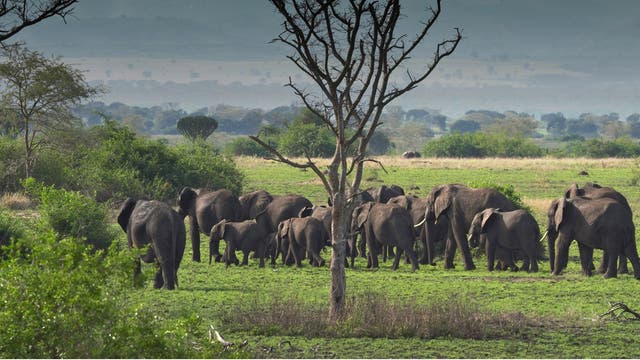 Elefanten in der Savanne