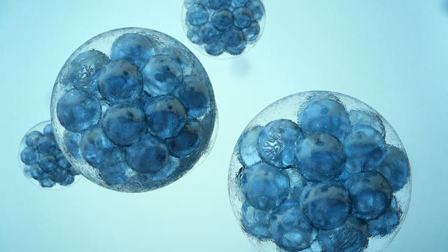 Illustration menschlicher Embryonen