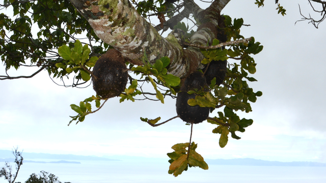 Eine Kitschpostkartenansicht von den Fidschi-Inseln - Im Vordergrund wuchern Epiphyten auf einem Baum