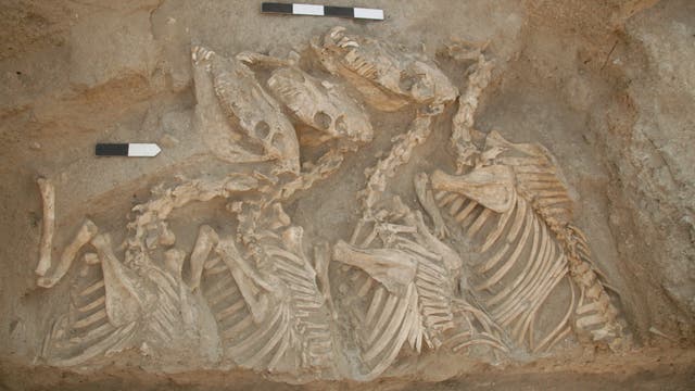 Kungas in Reih und Glied. Überreste der Hybridtiere in einem Grab des Friedhofs von Tell Umm-el Marra, zirka 2600 bis 2200 v. Chr.