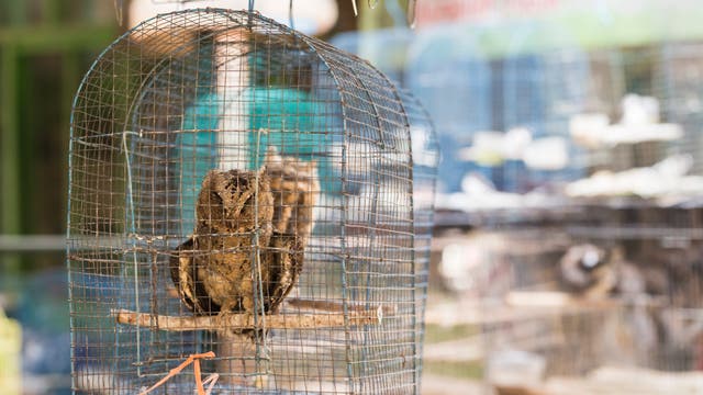 Eulen auf einem indonesischen Vogelmarkt