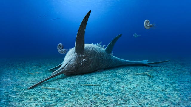 3-D-Darstellung eines prähistorischen Meeres mit einem großen, fischähnlichen Lebewesen, das am Meeresboden ruht. Es hat einen langen, schmalen Schnabel und zwei große, seitlich abstehende Flossen. Im Hintergrund sind mehrere spiralförmige, schneckenähnliche Kreaturen zu sehen. Der Meeresboden ist mit zahlreichen kleinen, länglichen Objekten bedeckt, die wie fossile Überreste wirken. Die Szene ist in blauen Tönen gehalten, die die Tiefe des Ozeans betonen.