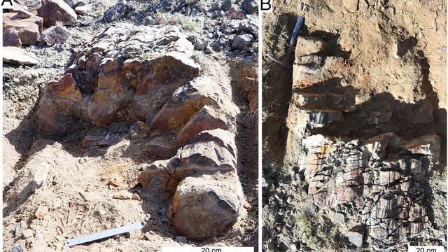 Im Nordwesten Chinas fanden Forscher gut erhaltene fossile Urbaumstümpfe (X. lignescens gen. et sp. nov.)