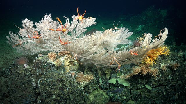 Im Galapagos-Archipel wurde ein Tiefseeriff entdeckt: Weiße, gelbe und orange Korallen werden von orange-gelben Krustentieren besiedelt. Dazu finden sich einzelne dunkel Fische und helle Seeigel. Der Untergrund ist schwarzer Fels 