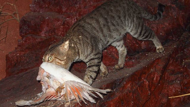 Katze mit erbeutetem Rosakakadu (Eolophus roseicapilla)