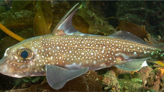 Ein Fisch mit brauner Haut und weißen Punkten schwimmt in einem Unterwasserhabitat, umgeben von Algen und Felsen. Der Fisch hat große Augen und eine markante Rückenflosse. Die Umgebung ist grünlich und zeigt eine natürliche Unterwasserlandschaft.