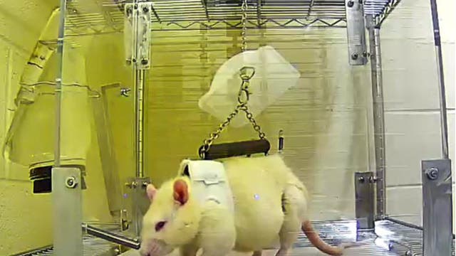 Ratte im Mars-Simulator