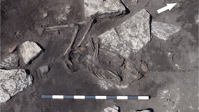 Eins von neun Skeletten, die in einem einzelnen Haus der Burg von Sandby borg gefunden wurden.