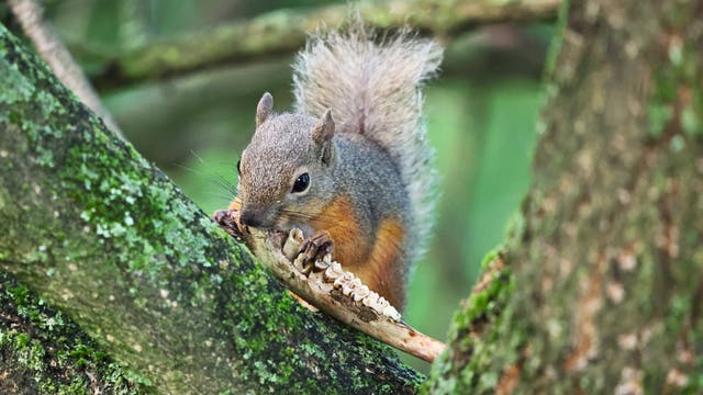 Ein graubraunes Japanisches Eichhörnchen sitzt mit aufgerichtetem, plüschigem Schwanz auf einem Ast und nagt an einem Kiefernknochen, an dem sich noch Zähne befinden. Im Hintergrund sieht man grüne Blätter. Die Rinde ist mit einzelnen grünen Flechten bedeckt.