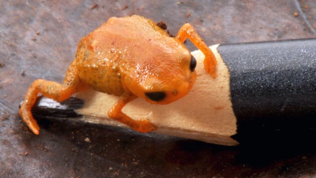 Ein winziger, orangefarbener Frosch sitzt auf der Spitze eines angespitzten Bleistifts. Der Frosch ist im Verhältnis zum Bleistift sehr klein, was seine geringe Größe betont. Der Hintergrund ist unscharf und zeigt eine braune, erdige Oberfläche.