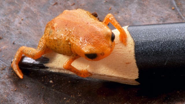 Ein winziger, orangefarbener Frosch sitzt auf der Spitze eines angespitzten Bleistifts. Der Frosch ist im Verhältnis zum Bleistift sehr klein, was seine geringe Größe betont. Der Hintergrund ist unscharf und zeigt eine braune, erdige Oberfläche.