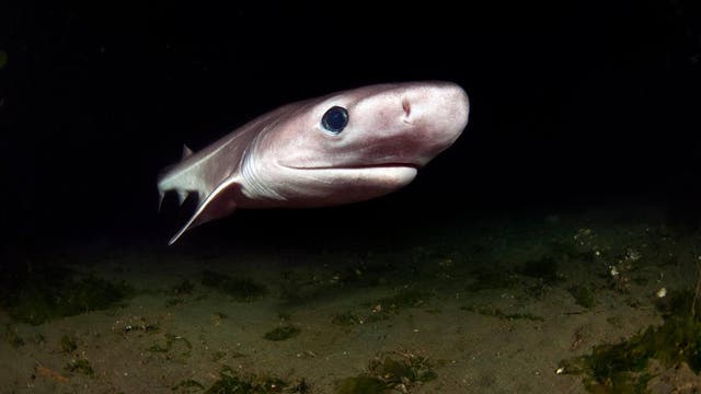 Ein gräulich gefärbter Stumpfnasen-Sechskiemerhai mit heller Unterseite durchschwimmt das Blitzlicht einer Kamera in der tiefen Schwärze der Tiefsee. Der braune Meeresboden ist am unteren Bildrand sichtbar.
