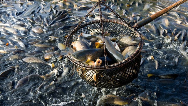 Fische werden mit einem Kescher entnommen