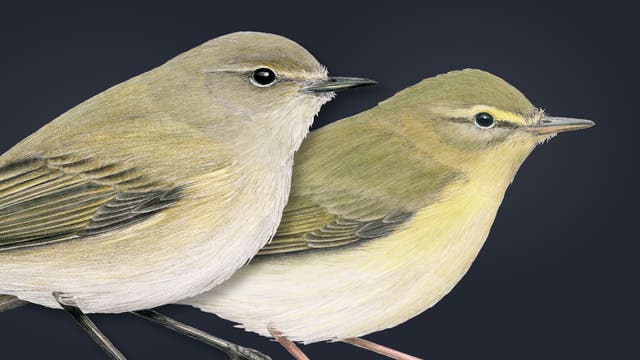 Zwei detaillierte Illustrationen von Laubsängern vor einem dunklen Hintergrund. Die Vögel sind in natürlichen Farben gehalten, mit olivgrünen und gelblichen Tönen. Beide blicken nach rechts.