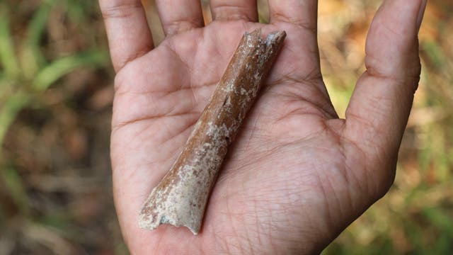 Eine Hand hält den winzigen Oberarmknochen eines Homininen in die Kamera