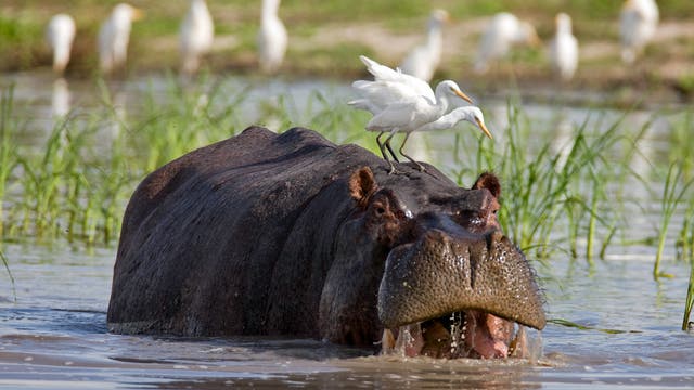 Flusspferde gehören zu den großen 5 jeder Safari