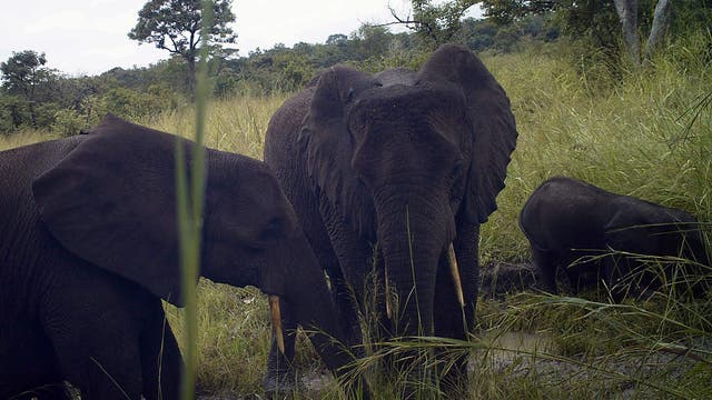 Waldelefanten