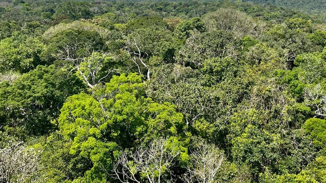 Luftaufnahme eines dichten, grünen Regenwalds unter einem klaren blauen Himmel mit vereinzelten weißen Wolken. Die Baumkronen variieren in Grüntönen und bilden ein dichtes Blätterdach. Die Szene vermittelt ein Gefühl von Weite und natürlicher Schönheit.