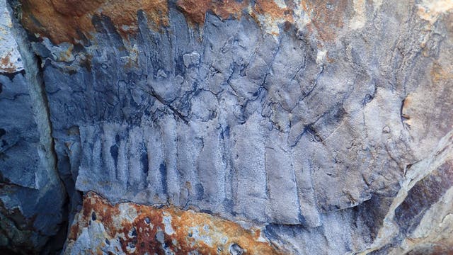 Fossil des Tausendfüßers