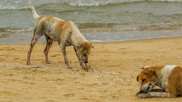 Ein nicht besonders gesund aussehender Straßenköter läuft an einem Strand rum